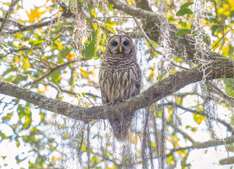 Barred owl on tree