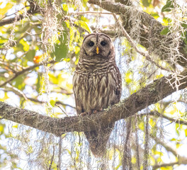 Barred owl on tree