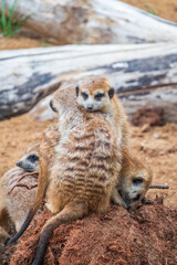 Fototapeta premium A group of cute meerkats. Meerkat Family are sunbathing.