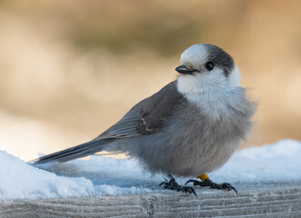 Grey Jay in winter