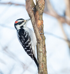 Downy woodpecker in winter