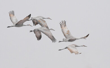 Sandhill cranes in flight