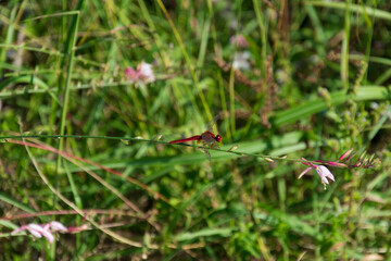 Close-up of a red Dragonfly on a stem