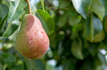 Pear on the tree isolated on blur background.