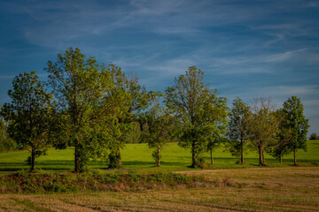 Obraz premium Green tree alley near road with blue sky in Krkonose mountains