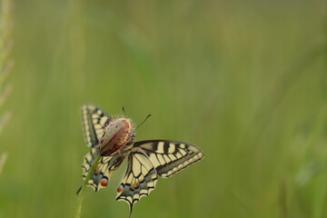 un bocciolo di papavero con una farfalla macaone con le ali aperte
