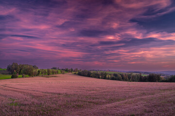 Pink and violet field after harvest and sky after sunset in mountains - obrazy, fototapety, plakaty