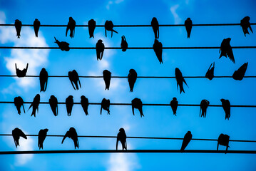 Silhouettes of swallows on the wires