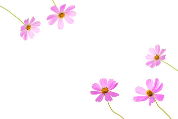 Frame of pink cosmos flowers on a white background. Beautiful card for your design.