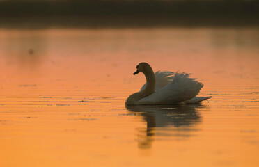 Photo of a graceful white swan gliding on calm water