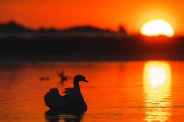 Photo of a duck swimming in the water at sunset