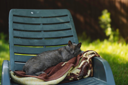 Photo of a cat relaxing on a comfortable blanket on a sunny lawn chair