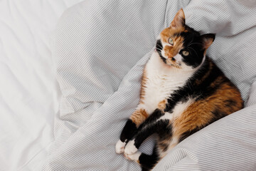 A tricolor cat lies in a white bed in a bedroom
