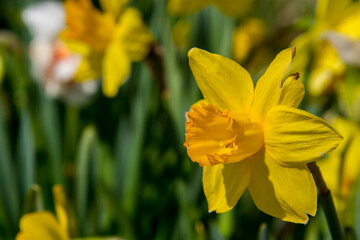 Blooming Narcissus flowers in the Tulip Garden of Morahalom