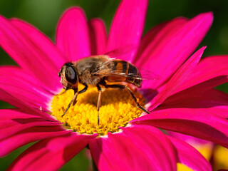 Close-up detail of a honey bee apis collecting pollen on flower in garden