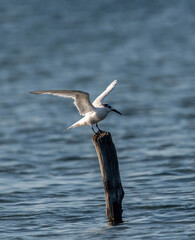 Sandwich terns (Thalasseus sandvicensis) in natural environment