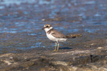Ringed plover (Charadrius hiaticula) on a coastal area