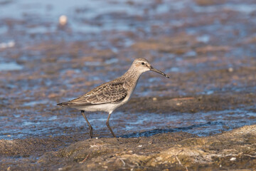 Curlew sandpiper (Calidris ferruginea) looking for food in the water