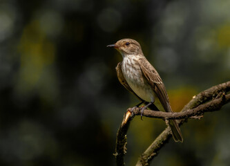 Spotted Flycatcher ( Muscicapa striata) sitting on the branch in the forest.