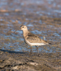Curlew sandpiper (Calidris ferruginea) looking for food in the water