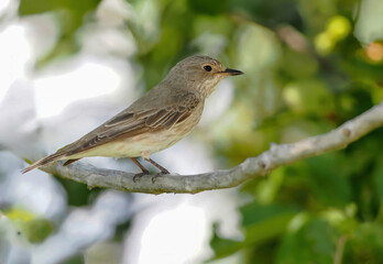 Spotted Flycatcher ( Muscicapa striata) sitting on the branch in the forest.