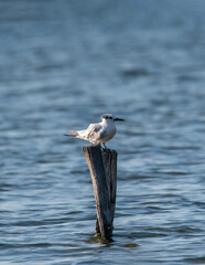 Sandwich terns (Thalasseus sandvicensis) in natural environment