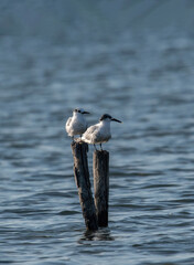Sandwich terns (Thalasseus sandvicensis) in natural environment