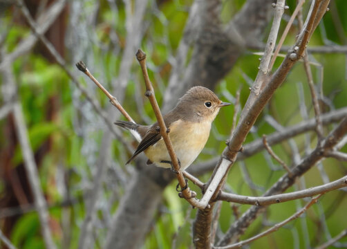 Red-throated Flycatcher Ficedula parva