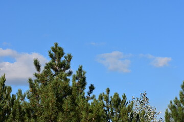 Fototapeta premium pine tree forest against blue sky in summer