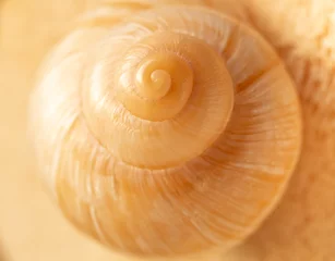 Poster Macro photo of a beige shell. blur and selective focus. Golden ratio in nature © Yevhenii Khil