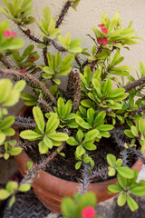 Euphorbia milii, the crown of thorns, Christ plant, or Christ's thorn, is a species of flowering plant in the spurge family Euphorbiaceae, native to Madagascar.