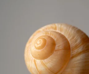 Poster Macro photo of a beige shell on a gray background. blur and selective focus. Golden ratio in nature © Yevhenii Khil
