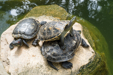 Many tortoises gathered on a rock in a pond on a sunny day