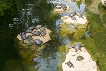 Many tortoises gathered on a rock in a pond on a sunny day
