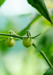 Close-up, young green cherry tomato growing on a branch in the vegetable garden. Concept of organic vegetables.