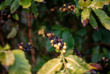 Raw cluster of coffee beans on tree in coffee plantation