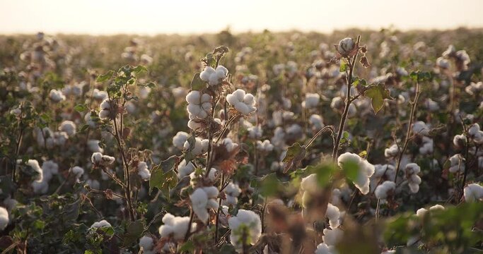 Cotton bush on a sunlight background, ready for harvesting. Cotton field. Slow motion