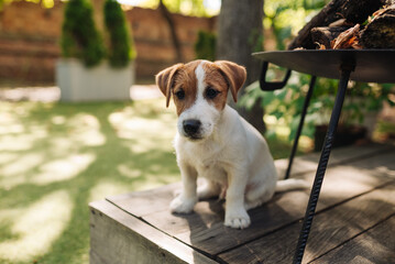 Puppy jack russell terrier on the autumn terrace. A small charming and funny dog