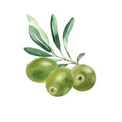 Olive branch with green olives isolated on white background. Watercolor illustration.