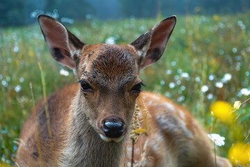 Junges Hirschkalb in der Blumenweise