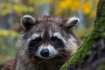Waschbär im Herbstwald