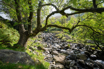 Stream in the Wasdale Valley, in the Lake District, UK, on the approach to Scafell - Landscape