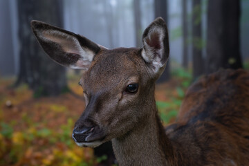 Fototapeta premium Rotwild-Kalb