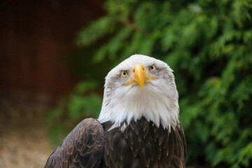 Southern Bald Eagle, Haliaeetus leucocephalus