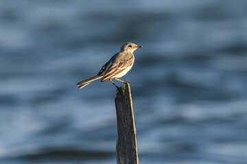 Beautiful nature scene with White wagtail (Motacilla alba)
