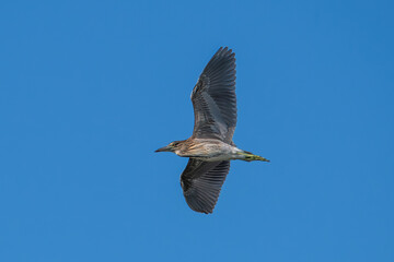 Black-crowned night heron (Nycticorax nycticorax) in flight