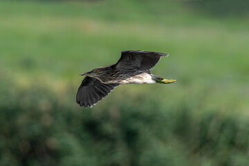 Black-crowned night heron (Nycticorax nycticorax) in flight