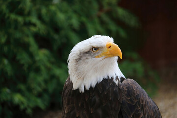 Southern Bald Eagle, Haliaeetus leucocephalus
