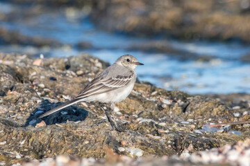 Beautiful nature scene with White wagtail (Motacilla alba)