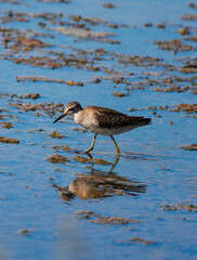 Sandpiper, Wood sandpiper (Tringa glareola) Water Bird